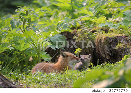 親子のキタキツネ 22775779
