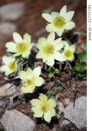 七輪のツクモグサ（縦） 22775785