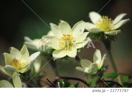 ツクモグサ　アップ　01 22775787