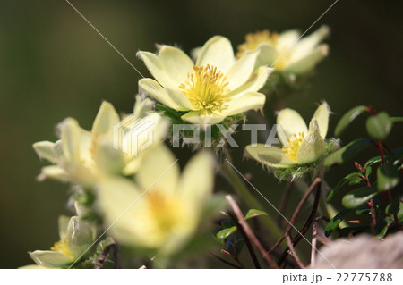 ツクモグサ　アップ　02 22775788