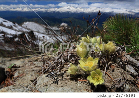 残雪の山とツクモグサ 22776191