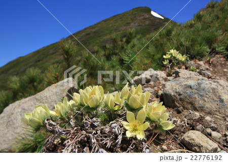 山バックのツクモグサ 22776192