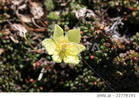 一輪のツクモグサ 22776193