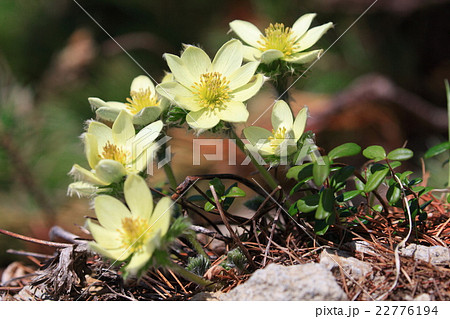 六輪のツクモグサ 22776194