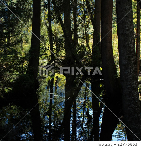 Creek in a forest 22776863