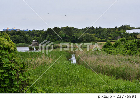 葛西臨海公園鳥類園 22776891