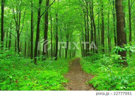 forest forest 22777091