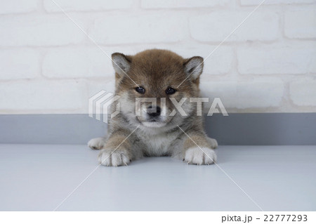 伏せをする豆柴の子犬の写真素材