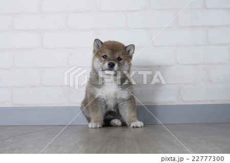 お座りする豆柴の子犬の写真素材