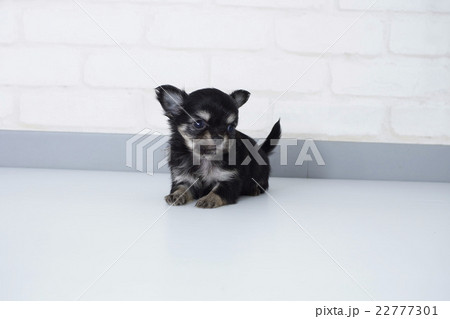 伏せして横を見るチワワの子犬の写真素材 [22777301] - PIXTA