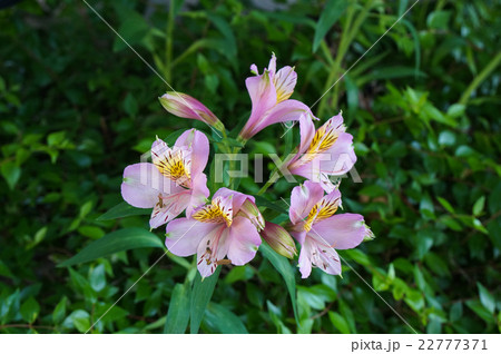 アルストロメリア 22777371