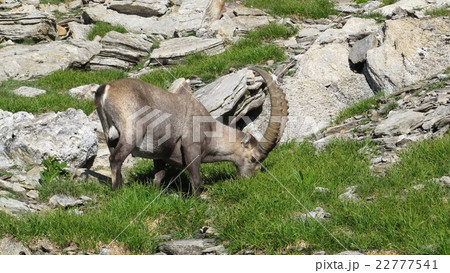 Male alpine ibex grazing on a mountain meadow 22777541