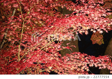 夜の紅葉狩り 夜の紅葉狩り 22777554