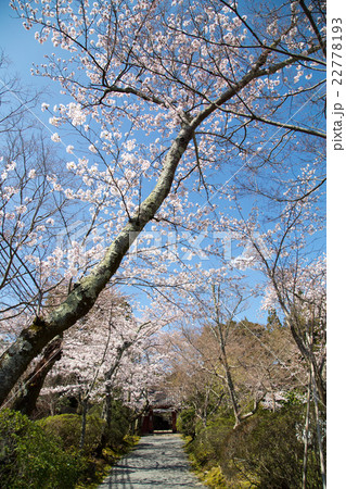 常照寺、参道に満開の桜 常照寺、参道に満開の桜 22778193