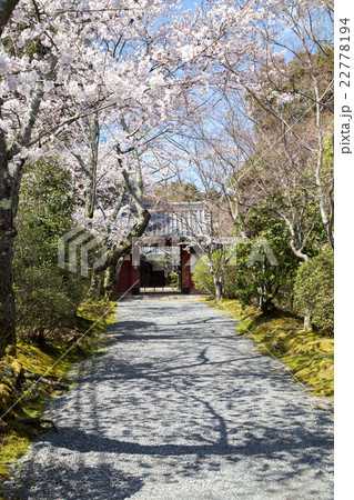 常照寺、吉野門と満開の桜影 22778194