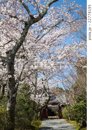 常照寺、吉野門と満開の桜影 22778195