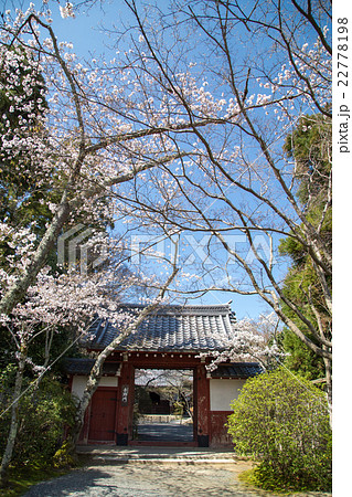 常照寺、吉野門と満開の桜影 22778198