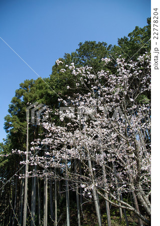 常照寺、白馬観音前の杉林に満開の桜 常照寺、白馬観音前の杉林に満開の桜 22778204