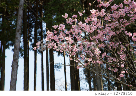 常照寺、白馬観音前、満開の桜と杉林 常照寺、白馬観音前、満開の桜と杉林 22778210