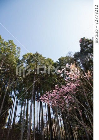 常照寺、白馬観音前、満開の桜と杉林 22778212