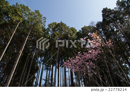 常照寺、白馬観音前、満開の桜と杉林 常照寺、白馬観音前、満開の桜と杉林 22778214