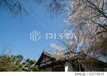 常照寺本堂と本堂裏の桜 22778215