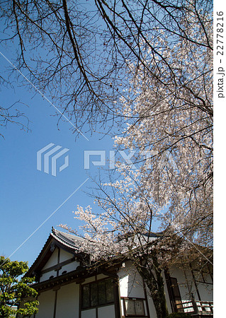 常照寺本堂と本堂裏の桜 常照寺本堂と本堂裏の桜 22778216