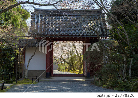 常照寺、吉野門より臨む参道に満開の桜 22778220