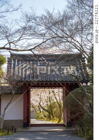 常照寺、吉野門より臨む参道に満開の桜 常照寺、吉野門より臨む参道に満開の桜 22778221