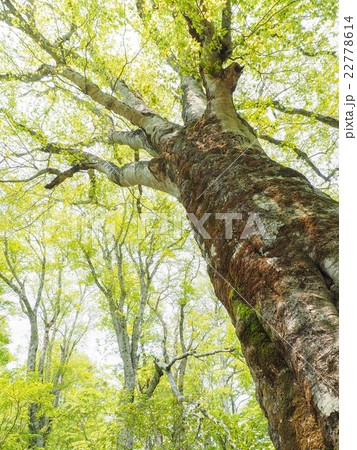 ブナの大木の写真素材