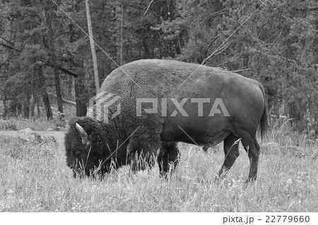 American Bison on the pasture in Grand Teton American Bison on the pasture in Grand Teton 22779660