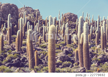 Cactus in Bolivia 22779692
