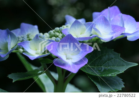 あじさい あじさい 22780522