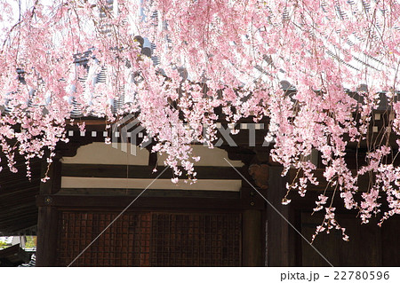 法金剛院のシダレザクラ 法金剛院のシダレザクラ 22780596