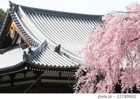 法金剛院のシダレザクラ 22780602