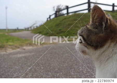 南ぬ浜町の猫の横顔。沖縄県石垣市。2016年2月11日 22780974