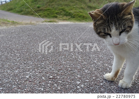 呼びかけに振り返った南ぬ浜町の猫。沖縄県石垣市。2016年2月11日 22780975