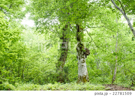 新緑の森 秋田県の写真素材