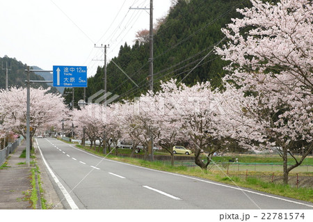 静原大原街道沿いの桜並木の写真素材