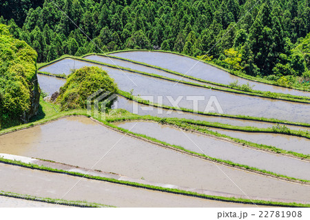 熊野の棚田　丸山千枚田 22781908