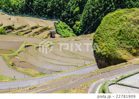 熊野の棚田 丸山千枚田 熊野の棚田 丸山千枚田 22781909