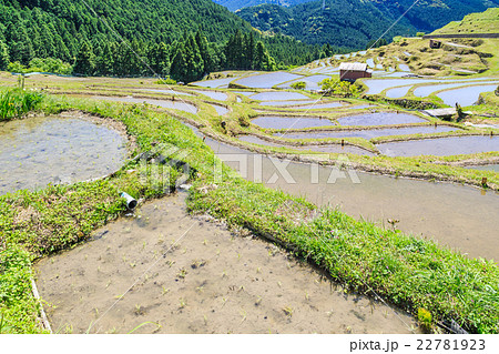 熊野の棚田　丸山千枚田 22781923