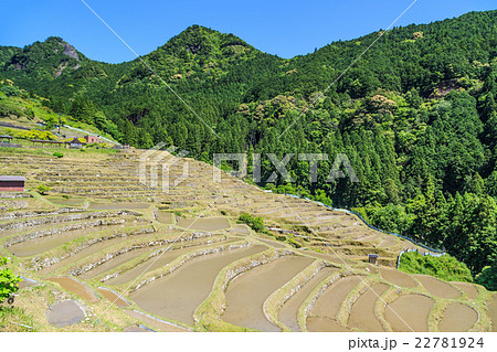 熊野の棚田 丸山千枚田 熊野の棚田 丸山千枚田 22781924