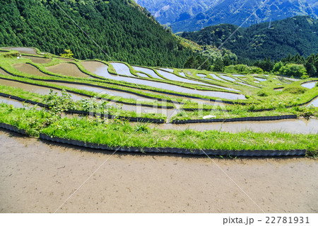 熊野の棚田 丸山千枚田 熊野の棚田 丸山千枚田 22781931
