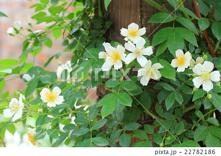 つるバラ アイスバーグ つるバラ アイスバーグ 22782186