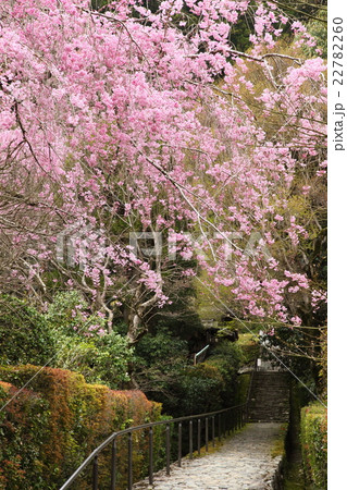 建礼門院徳子大原西陵参道のシダレザクラ 22782260