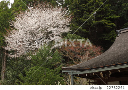 寂光院の桜 22782261