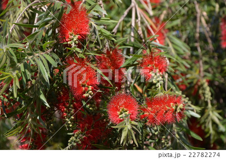 Callistemon citrinus 22782274