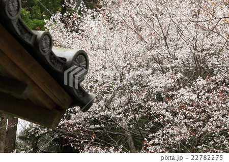 寂光院の桜 22782275
