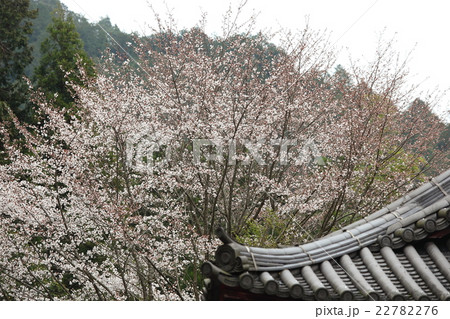 寂光院の桜 22782276